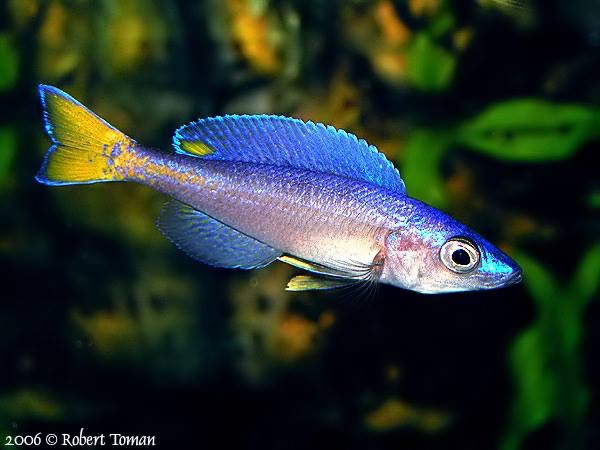Cyprichromis leptosoma 'Malasa'